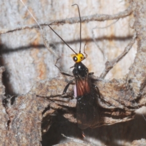 Braconidae (family) at Stromlo, ACT - 5 Feb 2023