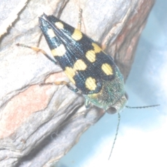 Astraeus (Astraeus) samouelli (A Jewel Beetle) at Stromlo, ACT - 5 Feb 2023 by Harrisi