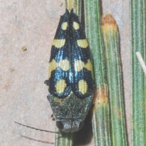 Astraeus (Astraeus) samouelli at Stromlo, ACT - 5 Feb 2023