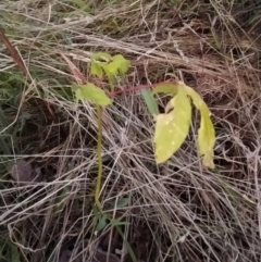 Acer negundo (Box Elder) at Wanniassa Hill - 4 Feb 2023 by KumikoCallaway