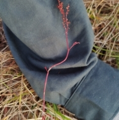 Rumex acetosella (Sheep Sorrel) at Fadden, ACT - 4 Feb 2023 by KumikoCallaway