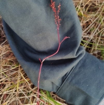 Rumex acetosella (Sheep Sorrel) at Fadden, ACT - 4 Feb 2023 by KumikoCallaway