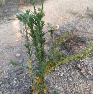 Erigeron bonariensis at Fadden, ACT - 5 Feb 2023