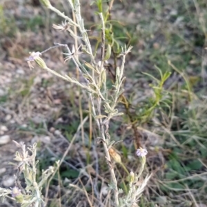 Vittadinia gracilis at Fadden, ACT - 5 Feb 2023 06:37 AM