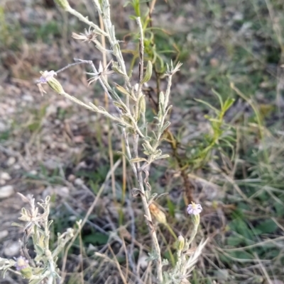 Vittadinia gracilis (New Holland Daisy) at Wanniassa Hill - 4 Feb 2023 by KumikoCallaway