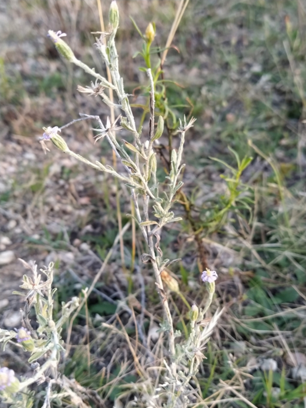 Vittadinia gracilis at Fadden, ACT - 5 Feb 2023