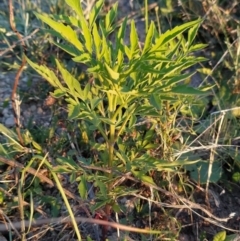 Bidens subalternans (Greater Beggars Ticks) at Wanniassa Hill - 4 Feb 2023 by KumikoCallaway