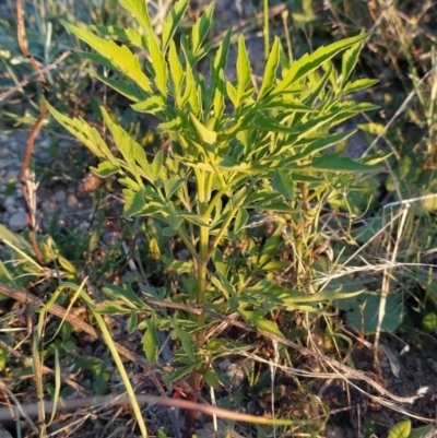 Bidens subalternans (Greater Beggars Ticks) at Fadden, ACT - 5 Feb 2023 by KumikoCallaway