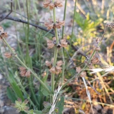 Salvia verbenaca var. verbenaca (Wild Sage) at Fadden, ACT - 5 Feb 2023 by KumikoCallaway