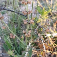 Salvia verbenaca var. verbenaca (Wild Sage) at Fadden, ACT - 4 Feb 2023 by KumikoCallaway