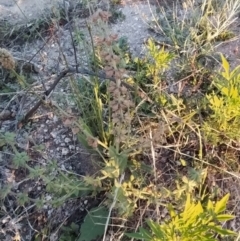 Salvia verbenaca var. verbenaca at Fadden, ACT - 5 Feb 2023