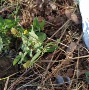 Bidens pilosa at Fadden, ACT - 5 Feb 2023