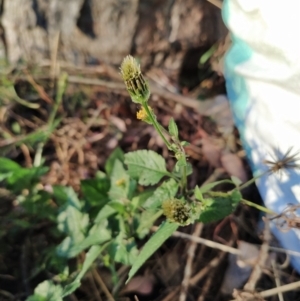 Bidens pilosa at Fadden, ACT - 5 Feb 2023 06:41 AM