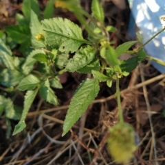 Bidens pilosa at Fadden, ACT - 5 Feb 2023