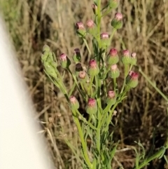 Erigeron bonariensis (Flaxleaf Fleabane) at Fadden, ACT - 5 Feb 2023 by KumikoCallaway