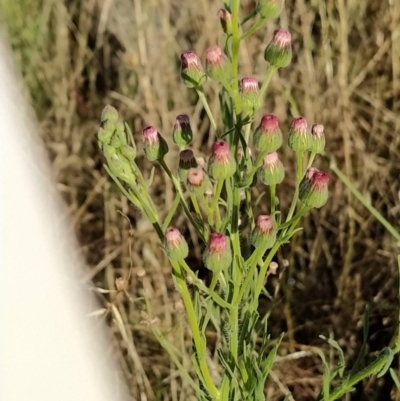 Erigeron bonariensis (Flaxleaf Fleabane) at Fadden, ACT - 5 Feb 2023 by KumikoCallaway