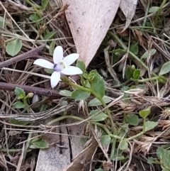 Isotoma fluviatilis subsp. australis (Swamp Isotome) at Fadden, ACT - 4 Feb 2023 by KumikoCallaway