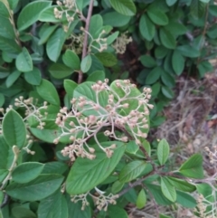 Cotoneaster glaucophyllus (Cotoneaster) at Wanniassa Hill - 5 Feb 2023 by KumikoCallaway