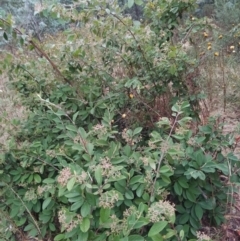 Cotoneaster glaucophyllus at Fadden, ACT - 6 Feb 2023