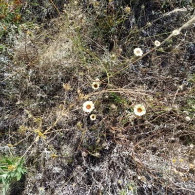 Tolpis barbata (Yellow Hawkweed) at Fadden, ACT - 4 Feb 2023 by KumikoCallaway