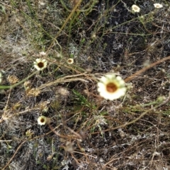 Tolpis barbata at Fadden, ACT - 5 Feb 2023