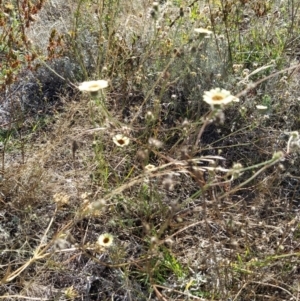 Tolpis barbata at Fadden, ACT - 5 Feb 2023