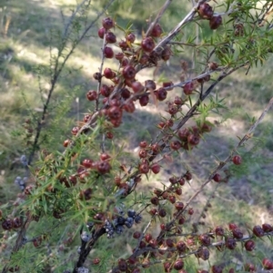 Leptospermum continentale at Fadden, ACT - 5 Feb 2023