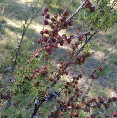 Leptospermum continentale (Prickly Teatree) at Wanniassa Hill - 4 Feb 2023 by KumikoCallaway
