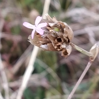 Petrorhagia sp. at Wanniassa Hill - 5 Feb 2023 by KumikoCallaway