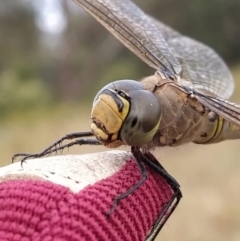 Hemianax papuensis (Australian Emperor) at Fadden, ACT - 5 Feb 2023 by KumikoCallaway