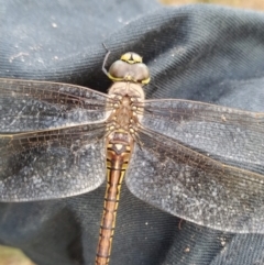 Anax papuensis at Fadden, ACT - 6 Feb 2023 07:08 AM