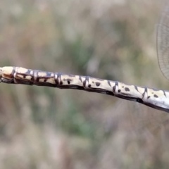 Hemianax papuensis at Fadden, ACT - 6 Feb 2023