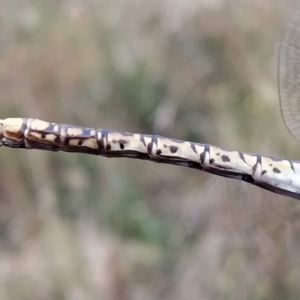 Hemianax papuensis at Fadden, ACT - 6 Feb 2023