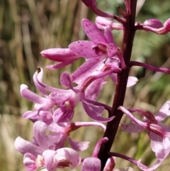 Dipodium roseum (Rosy Hyacinth Orchid) at Tidbinbilla Nature Reserve - 5 Feb 2023 by KumikoCallaway