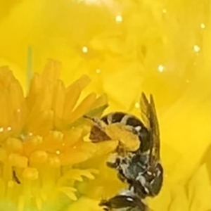 Lipotriches (Austronomia) phanerura at Dulwich Hill, NSW - suppressed