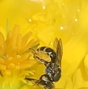 Lipotriches (Austronomia) phanerura at Dulwich Hill, NSW - suppressed