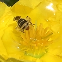 Lipotriches (Austronomia) phanerura at Dulwich Hill, NSW - suppressed