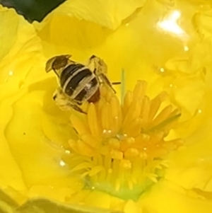 Lipotriches (Austronomia) phanerura at Dulwich Hill, NSW - suppressed