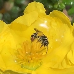 Lipotriches (Austronomia) phanerura at Dulwich Hill, NSW - suppressed