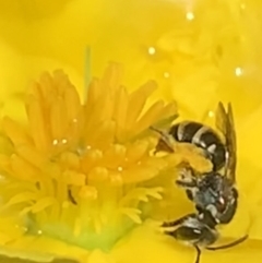 Lipotriches (Austronomia) phanerura at Dulwich Hill, NSW - suppressed