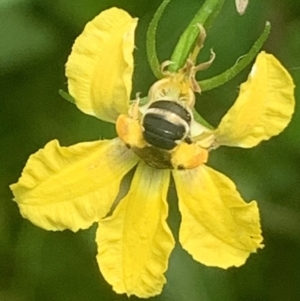 Lipotriches (Austronomia) phanerura at Dulwich Hill, NSW - 14 Jan 2023