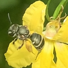 Lipotriches (Austronomia) phanerura at Dulwich Hill, NSW - suppressed