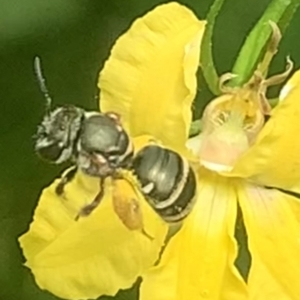 Lipotriches (Austronomia) phanerura at Dulwich Hill, NSW - suppressed