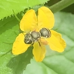 Lipotriches (Austronomia) phanerura at Dulwich Hill, NSW - suppressed