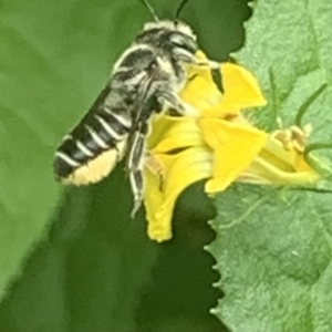 Megachile (Eutricharaea) serricauda at Dulwich Hill, NSW - suppressed