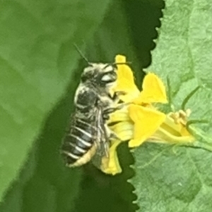 Megachile (Eutricharaea) serricauda at Dulwich Hill, NSW - suppressed