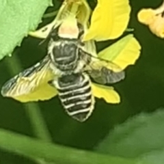 Megachile (Eutricharaea) serricauda at Dulwich Hill, NSW - suppressed