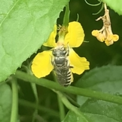 Megachile (Eutricharaea) serricauda at Dulwich Hill, NSW - suppressed