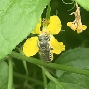 Megachile (Eutricharaea) serricauda at Dulwich Hill, NSW - suppressed