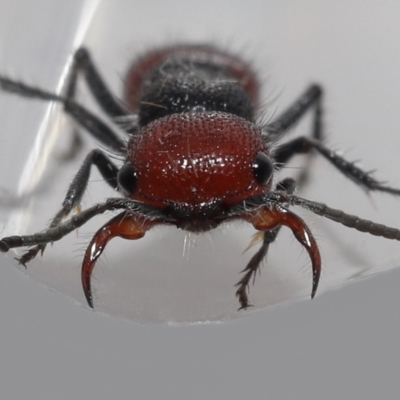 Unidentified Other wasp at Wellington Point, QLD - 4 Feb 2023 by TimL